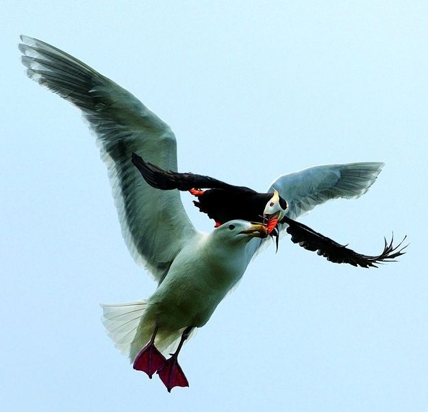 Топорки: русские пингвины (7 фото)