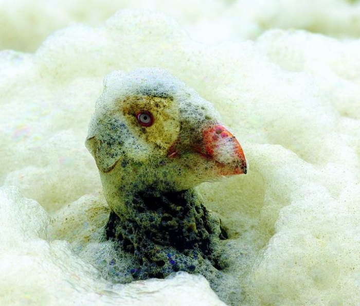 Топорки: русские пингвины (7 фото)