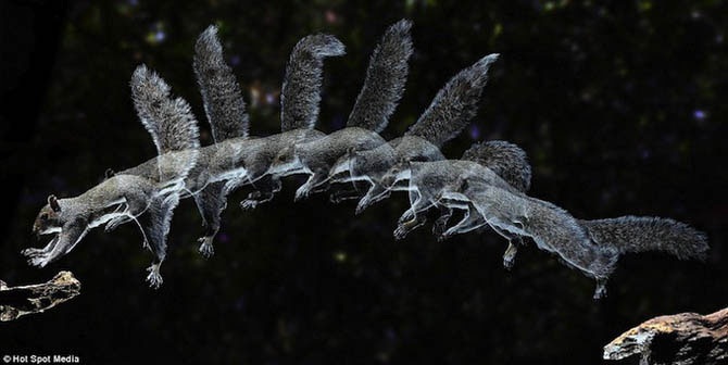 Животные в движении