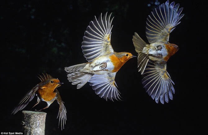 Животные в движении