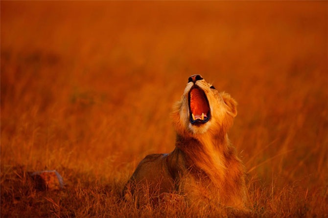 Удивительная Кения