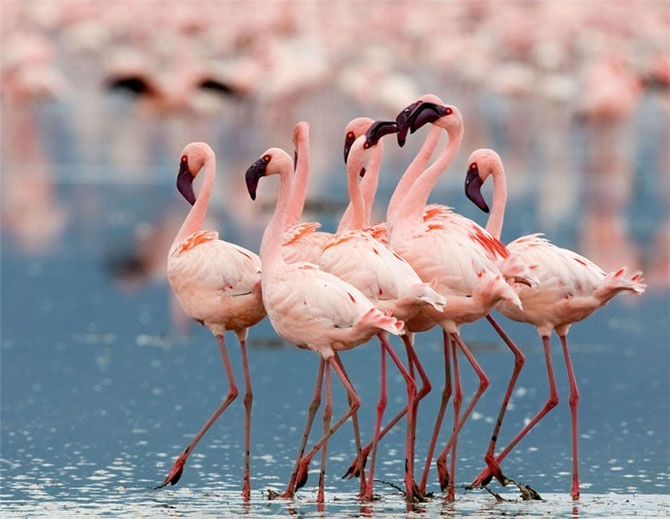 Удивительная Кения