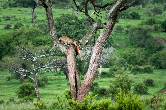 Удивительная Кения