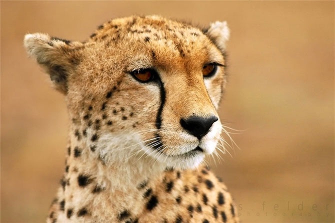 Удивительная Кения