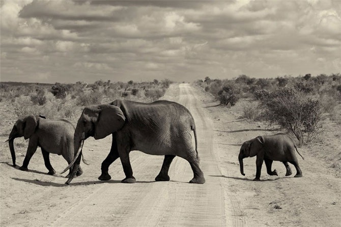 Удивительная Кения