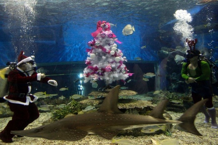 Новогодняя елка - символ нового года (28 фото)