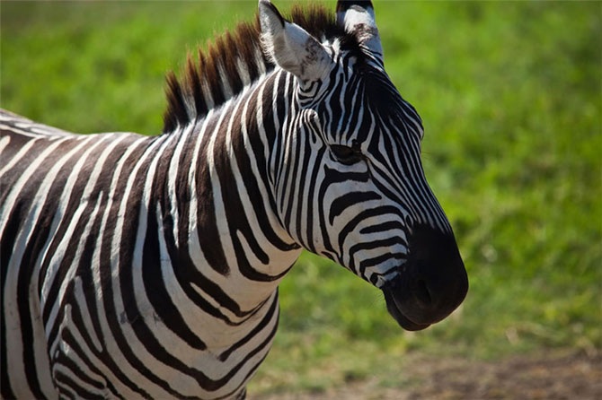 Удивительная Кения