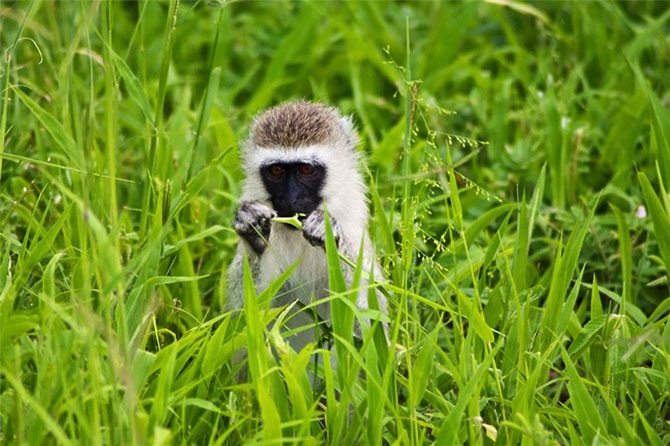 Удивительная Кения