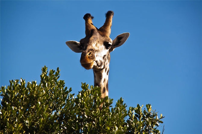 Удивительная Кения