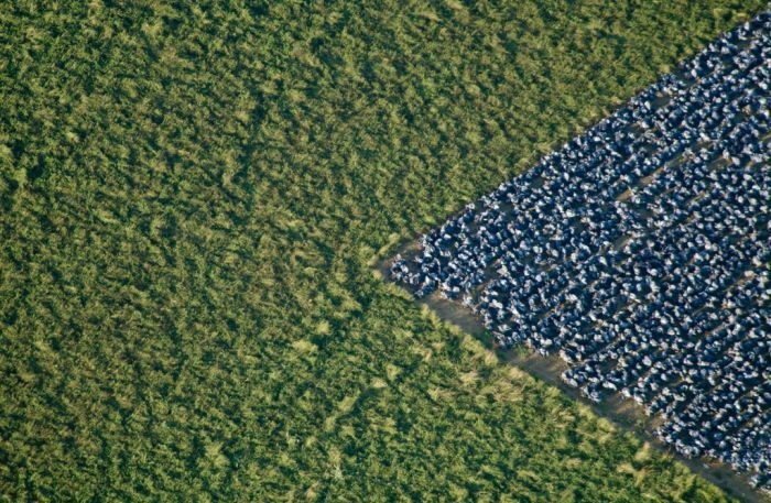 С высоты птичьего полета (65 фото)