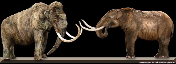 Охота на мамонтов