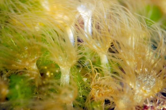 Озеро медуз