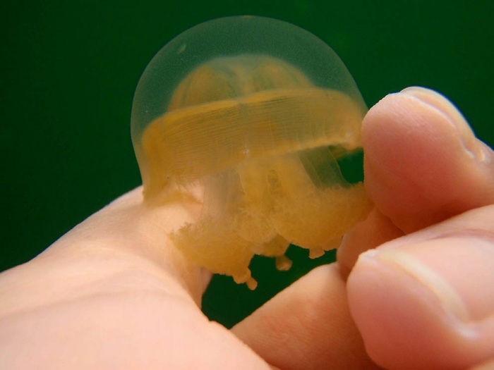 Озеро медуз