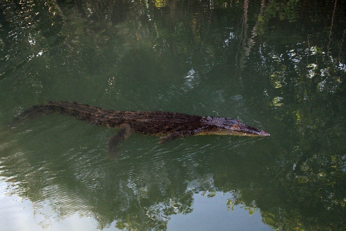 Озеро медуз