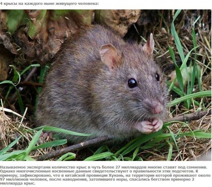 А что если взять и поделить? (27 фото)