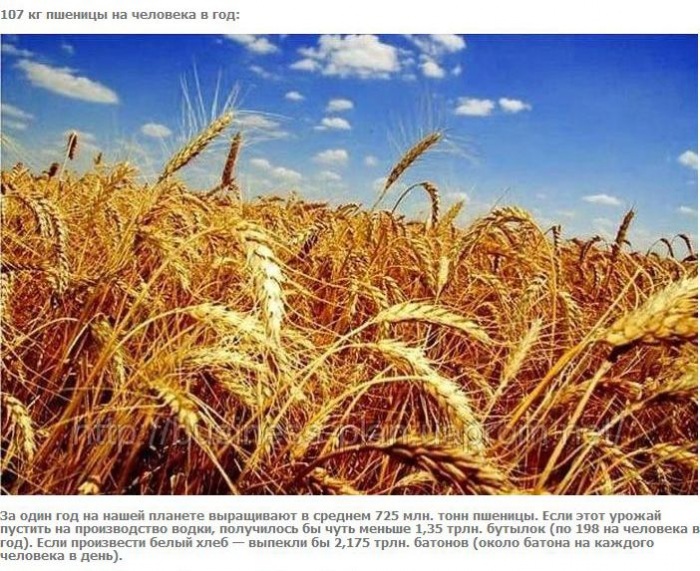 А что если взять и поделить? (27 фото)