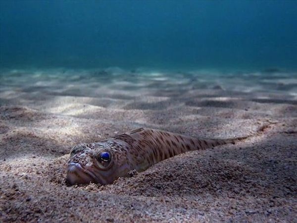 10 фактов о Чёрном море (11 фото)