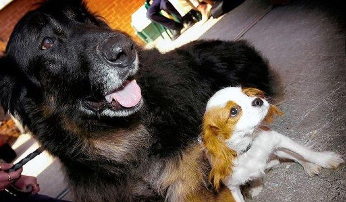 У животных есть душа (14 фото)