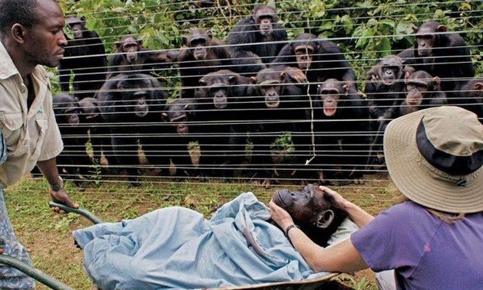 У животных есть душа (14 фото)