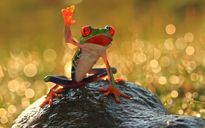 Лучшие фотографии животных за неделю