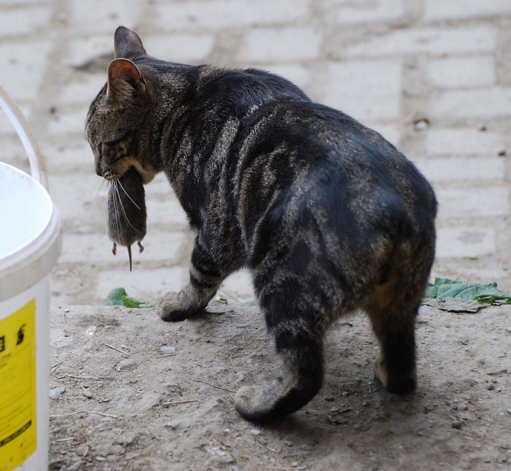 Десятка самых популярных пород кошек в США