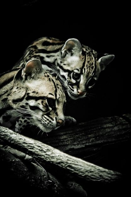 Пушистые дети пустыни (11 фото)