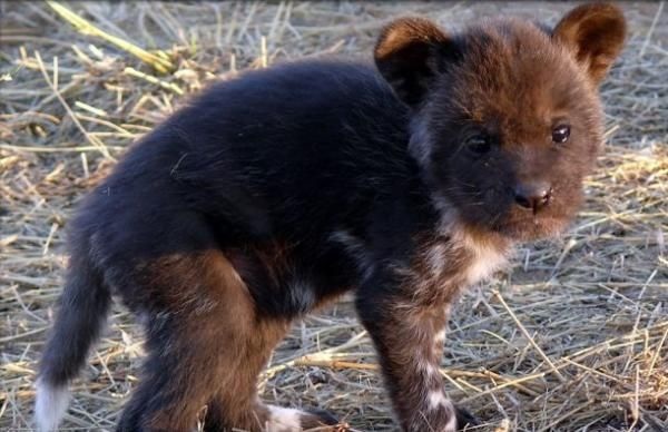 Пушистые дети пустыни (11 фото)