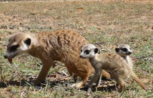 Пушистые дети пустыни (11 фото)