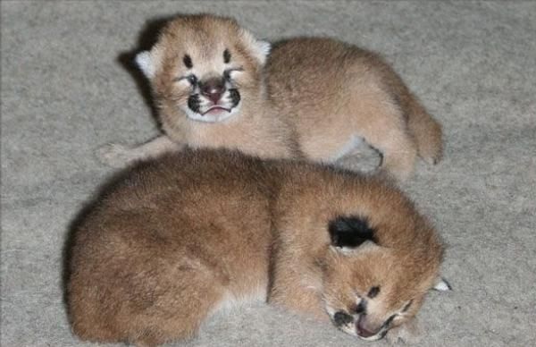 Пушистые дети пустыни (11 фото)