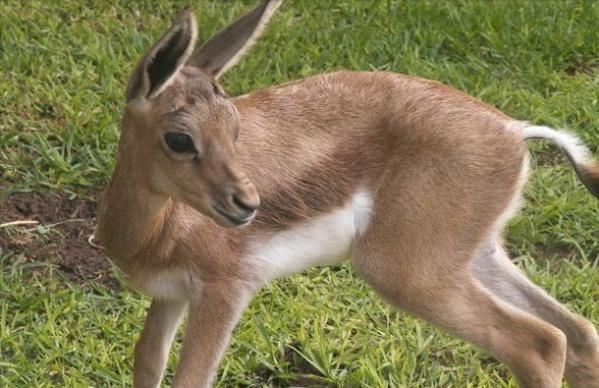 Пушистые дети пустыни (11 фото)