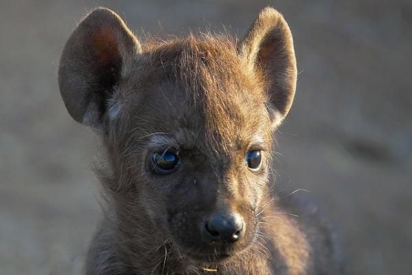 Пушистые дети пустыни (11 фото)