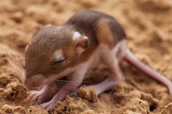 Пушистые дети пустыни (11 фото)