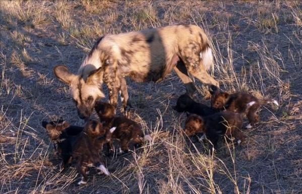 Пушистые дети пустыни (11 фото)