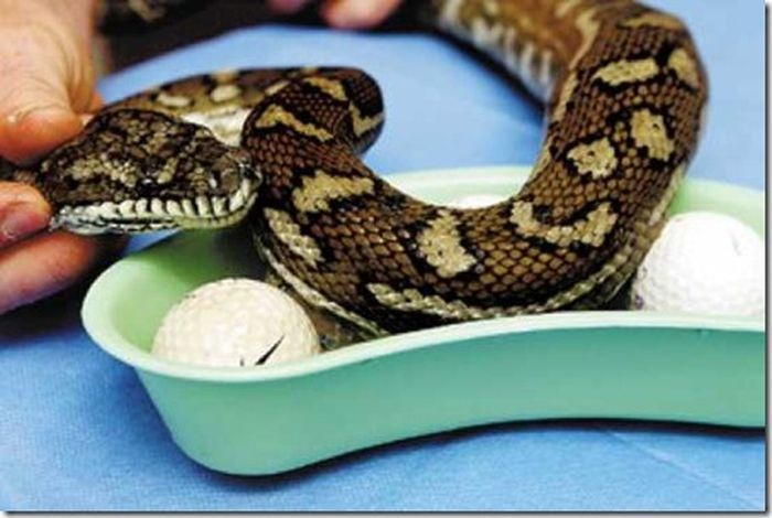 Странные вещи продаются на Ebay (16 фото)