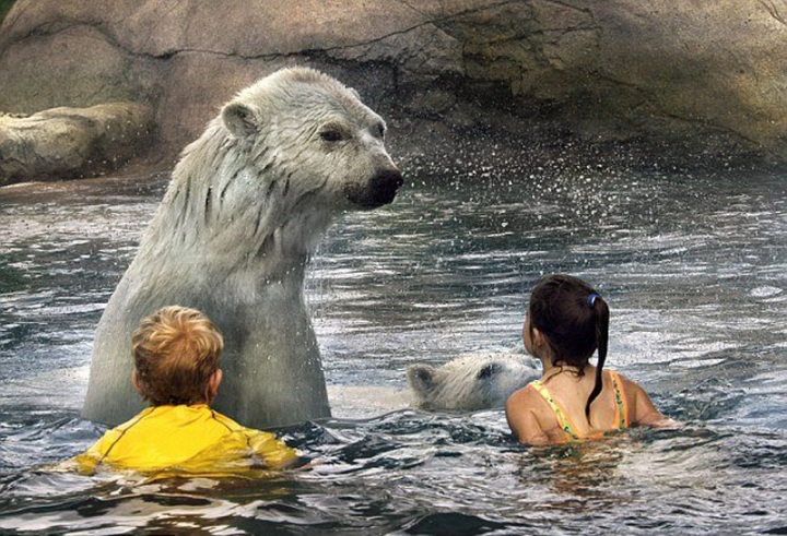 Аттракционы с дикими животными (12 фото)