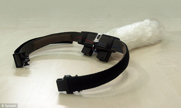 Хвост для человека (4 фото)