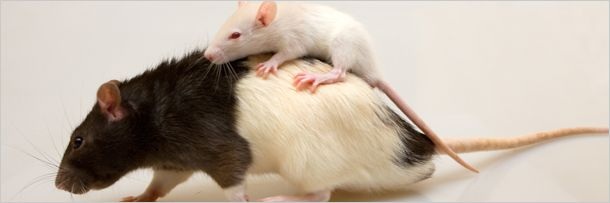 Выражения животными человеческих эмоций (5 фото)