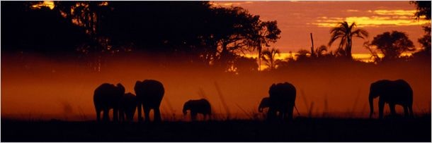 Выражения животными человеческих эмоций (5 фото)