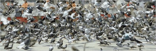 Выражения животными человеческих эмоций (5 фото)