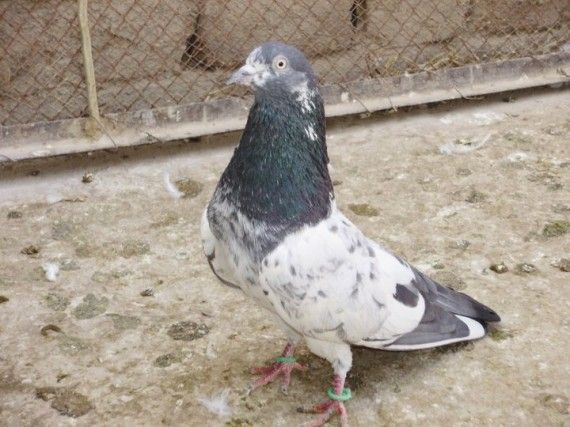 Истории о животных, которые находятся под арестом (10 фото)