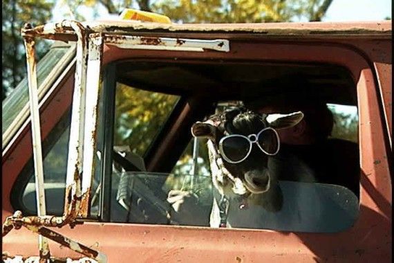 Истории о животных, которые находятся под арестом (10 фото)