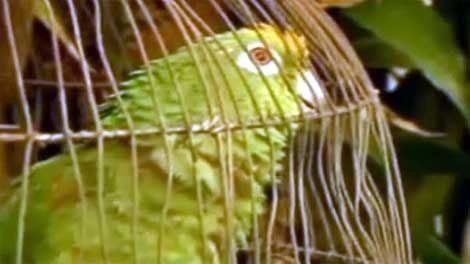 Истории о животных, которые находятся под арестом (10 фото)