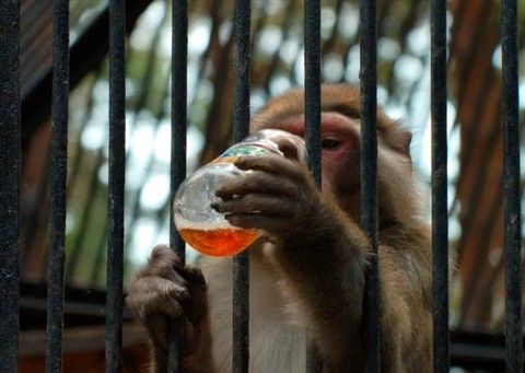 Истории о животных, которые находятся под арестом (10 фото)