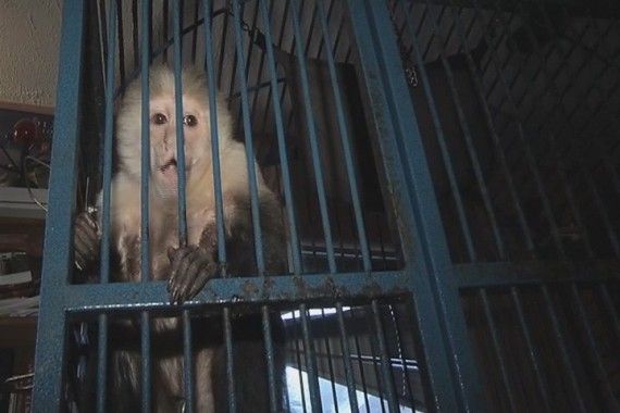 Истории о животных, которые находятся под арестом (10 фото)