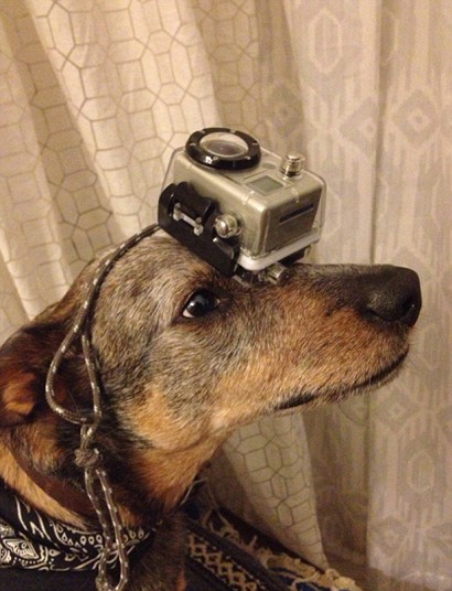 Лучшие фотографии животных за неделю