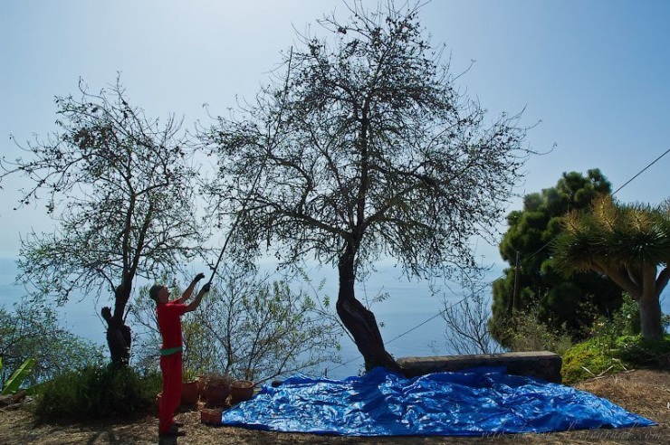 Всё о косточковом плоде - миндаль (71 фото)