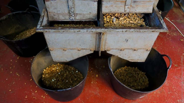 Всё о косточковом плоде - миндаль (71 фото)