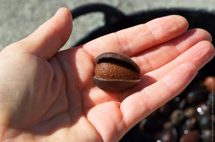 Всё о косточковом плоде - миндаль (71 фото)