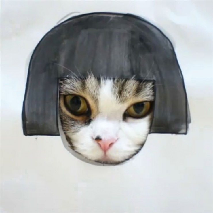 Самые известные коты интернета (6 фото + 1 видео)