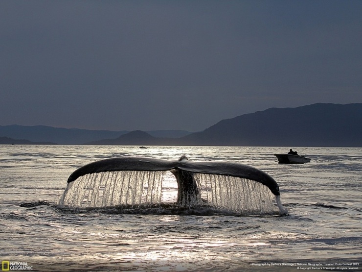 35 лучших фото животных на фотоконкурсе National Geographic Traveler